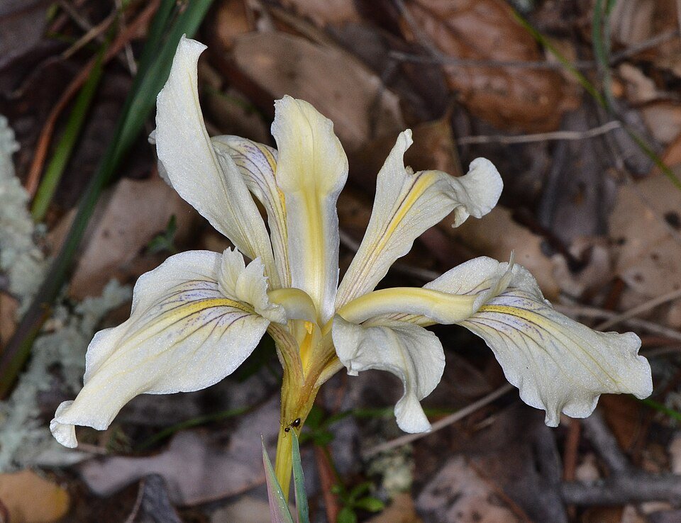Paarse Iris bloem met gele strepen en groene bladeren.