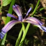 Delicate lichtblauwe bloemen van Iris graminea omgeven door groen blad.
