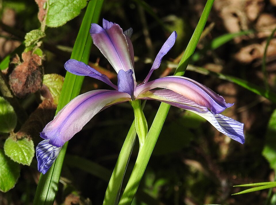 Delicate lichtblauwe bloemen van Iris graminea omgeven door groen blad.