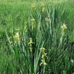 Paarse Iris bloem met donkerpaarse strepen op lichte achtergrond.