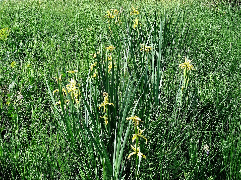 Paarse Iris bloem met donkerpaarse strepen op lichte achtergrond.