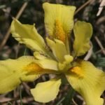 Purple Iris humilis flower with sandy background.