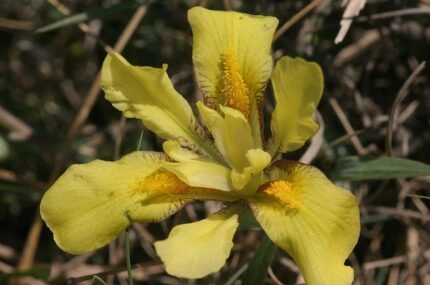 Purple Iris humilis flower with sandy background.