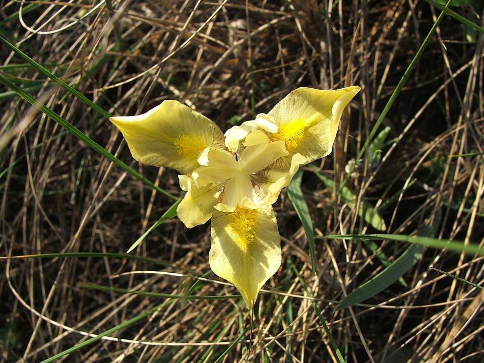 White and yellow Iris arenaria flowers on green leafy background.
