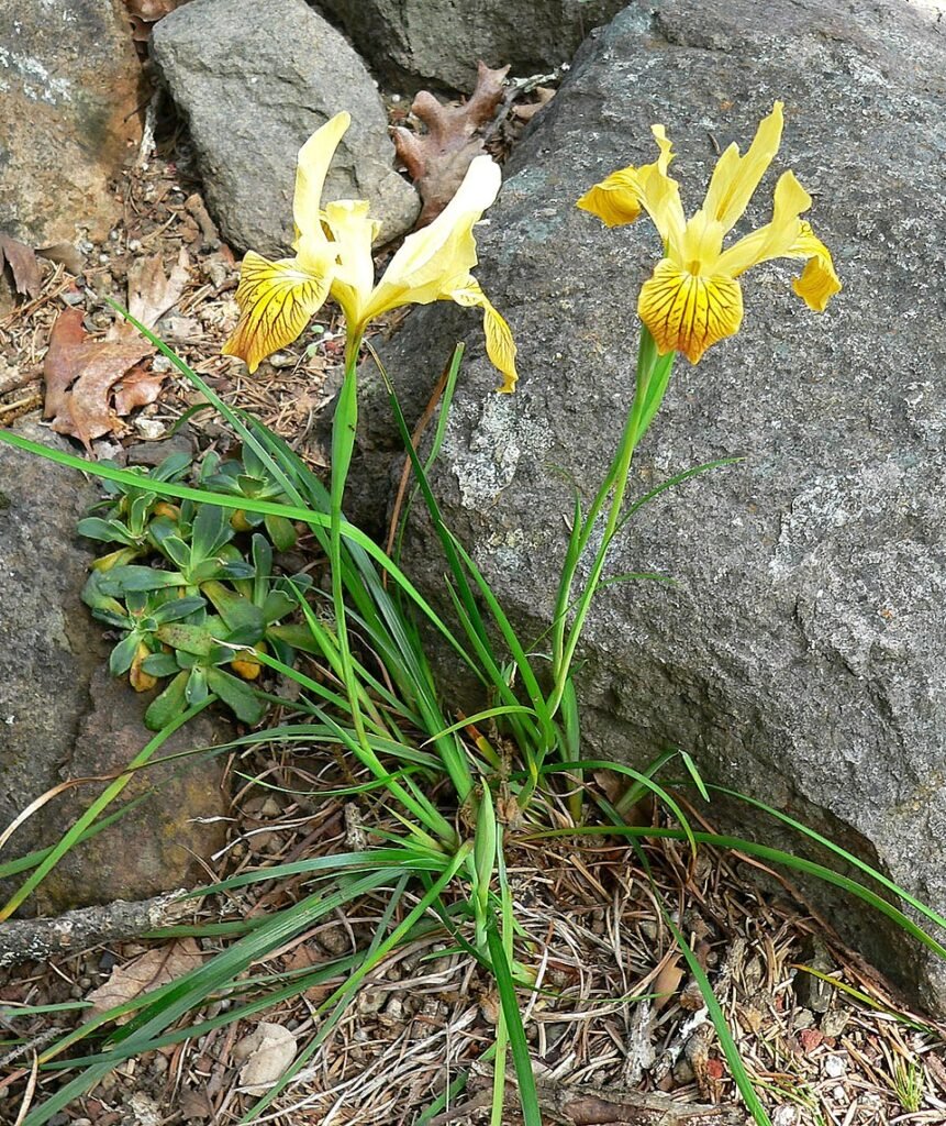 Purple Iris innominata flower in close-up, showcasing delicate petals and yellow accents.