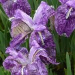 Paarse Iris kemaonensis bloem met gele accenten op groene bladeren.