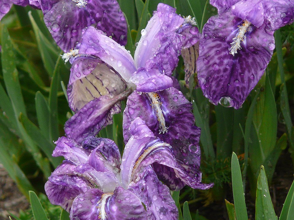 Paarse Iris kemaonensis bloem met gele accenten op groene bladeren.