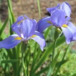Purple Iris korolkowii flower with delicate petals and green leaves on dark background.