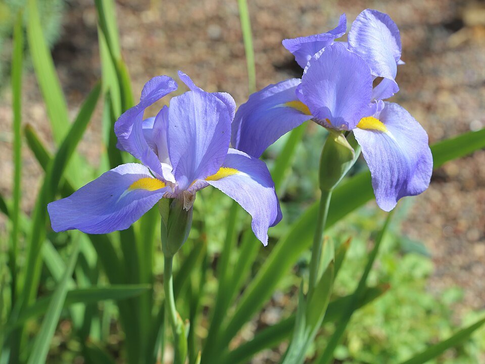 Purple Iris korolkowii flower with delicate petals and green leaves on dark background.