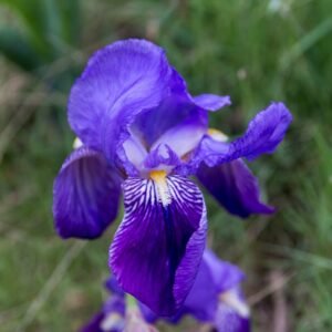 Paarse Iris lutescens bloem in natuurlijke omgeving met blauwe variëteit.