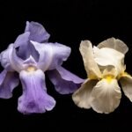 Iris orjenii bloem met schaduwrijke achtergrond.