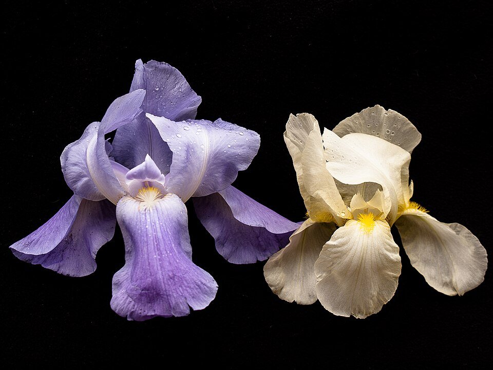 Iris orjenii bloem met schaduwrijke achtergrond.
