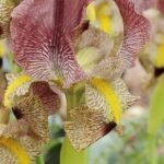 Paarse Iris bloem met gele accenten op een groene steel.