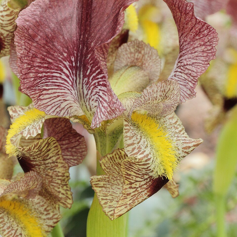 Paarse Iris bloem met gele accenten op een groene steel.
