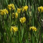 Gele Lis bloem in volle bloei met gele bloemblaadjes naast groen blad.
