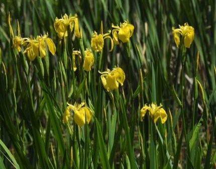 Gele Lis bloem in volle bloei met gele bloemblaadjes naast groen blad.