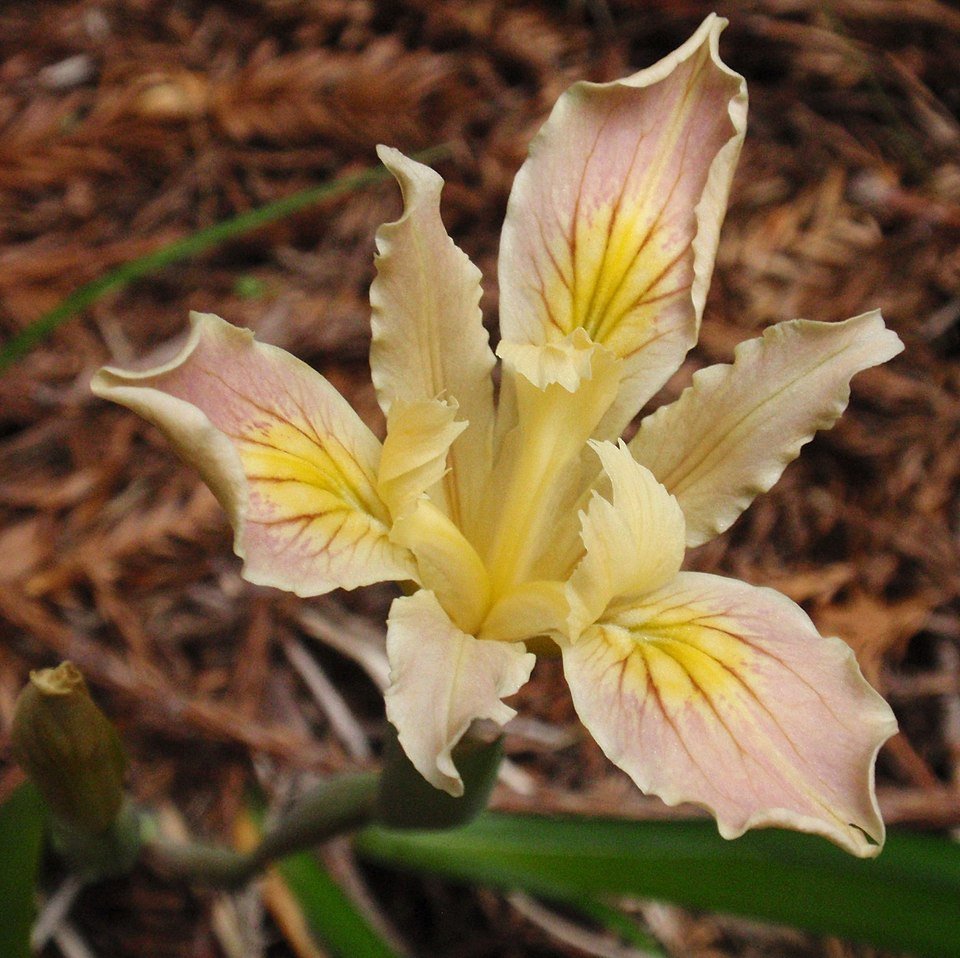 Purple Iris purdyi flower in full bloom with white stripes and green leaves.