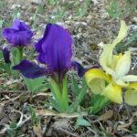Iris subbiflora bloemen in natuurlijke omgeving.