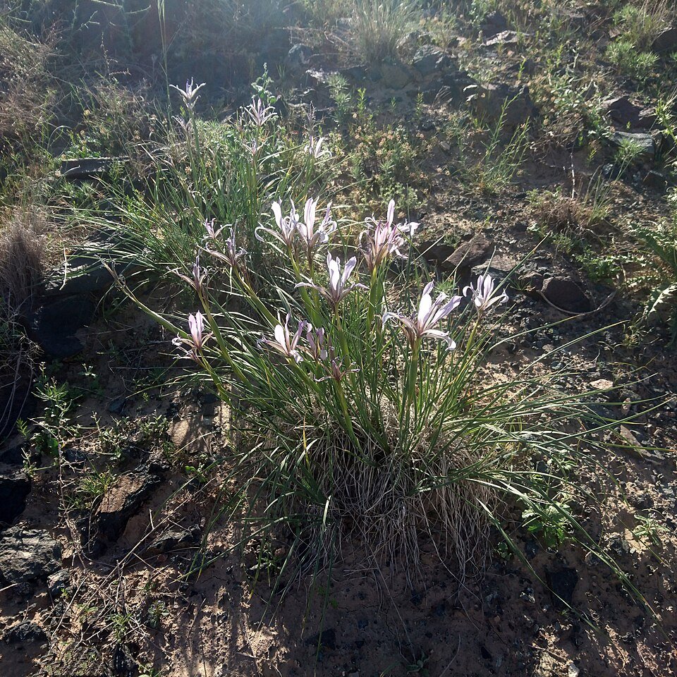 Paarse Iris songarica plant in bloei met groen blad.