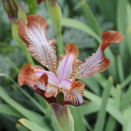 Purple Iris stolonifera flower with delicate petals and green stems on blurred background.