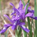 Purple Iris uniflora flower with green leaves under sunlight.