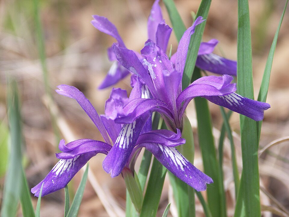 Purple Iris uniflora flower with green leaves under sunlight.