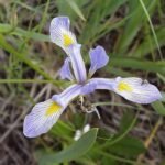 Paarse irisbloem met witte strepen en gele accenten.