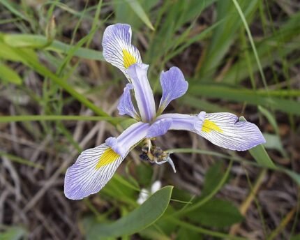 Paarse irisbloem met witte strepen en gele accenten.
