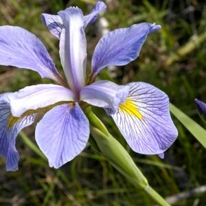 Paarse Virginia Iris bloem in volle bloei tegen groene bladeren.