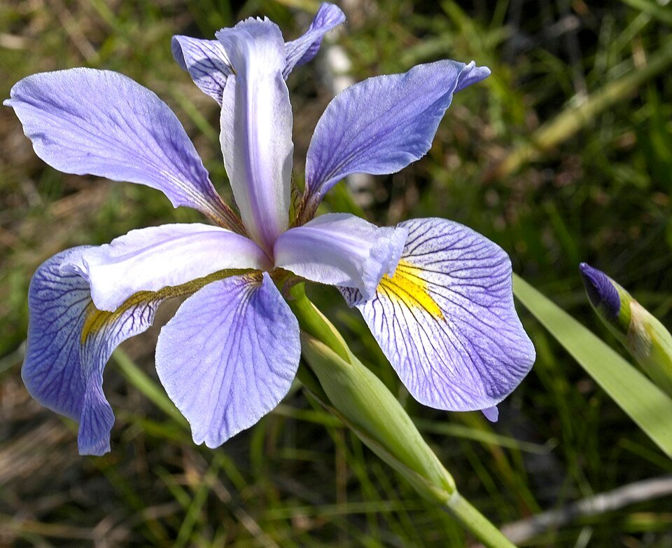 Paarse Virginia Iris bloem in volle bloei tegen groene bladeren.