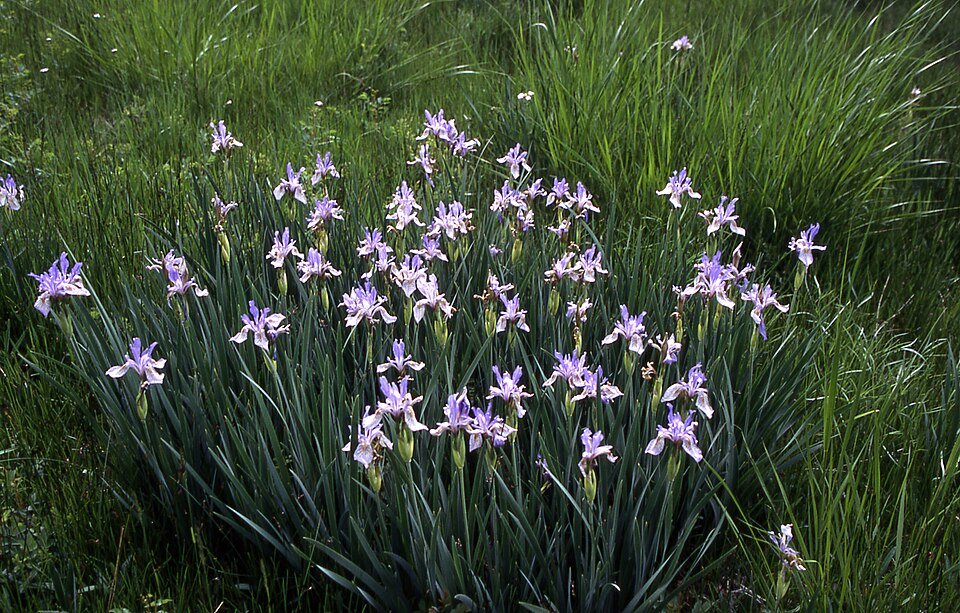 Purple Iris ser. Longipetalae flower with slender long petals.