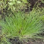 Isolepis cernua plant in Palmengarten Frankfurt.