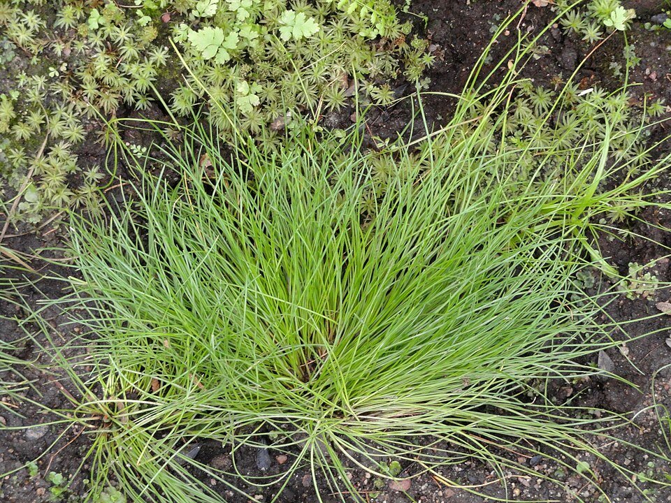 Isolepis cernua plant in Palmengarten Frankfurt.
