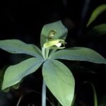 Gele Isotria medeoloides orchidee bloem op natuurlijke achtergrond.