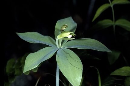 Gele Isotria medeoloides orchidee bloem op natuurlijke achtergrond.