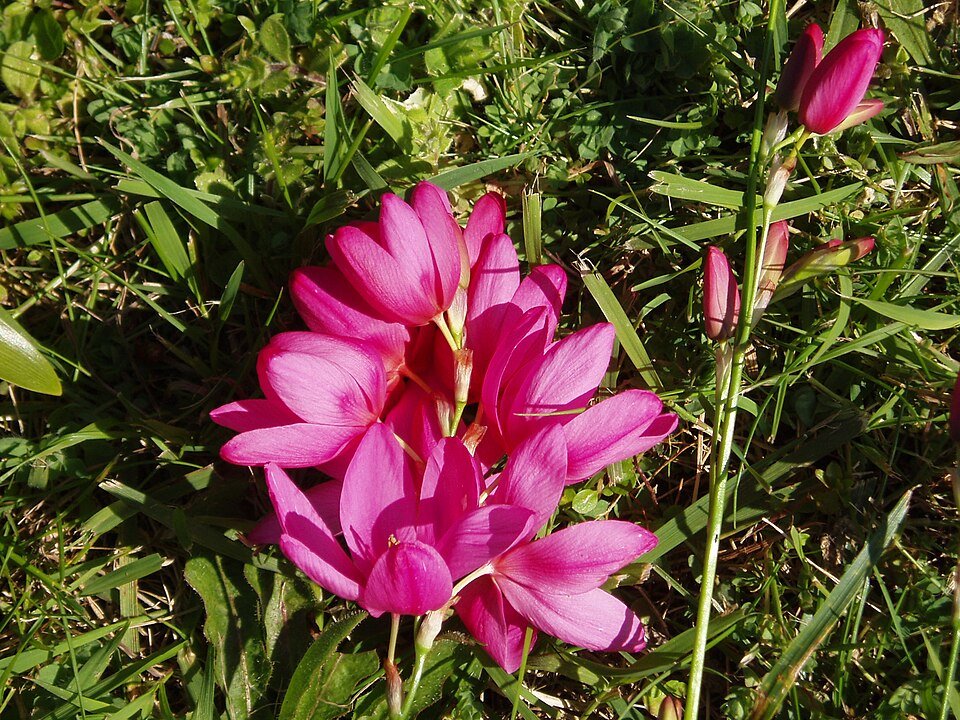 Roze Ixia maculata bloemen op groene bladeren.