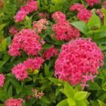 Ixora coccinea bloem met helderrode bloemblaadjes en groen blad in schaduw.