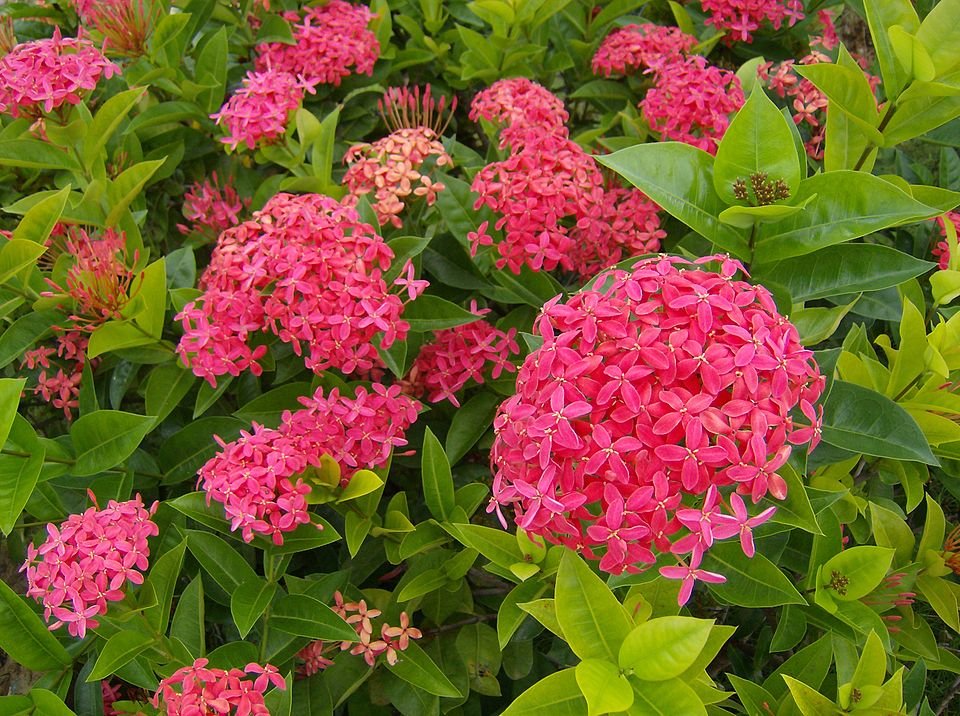 Ixora coccinea bloem met helderrode bloemblaadjes en groen blad in schaduw.