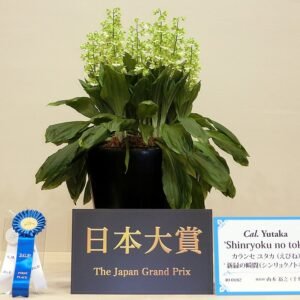 Collabieae plant groeit in kleigrond, weelderig en levendig.