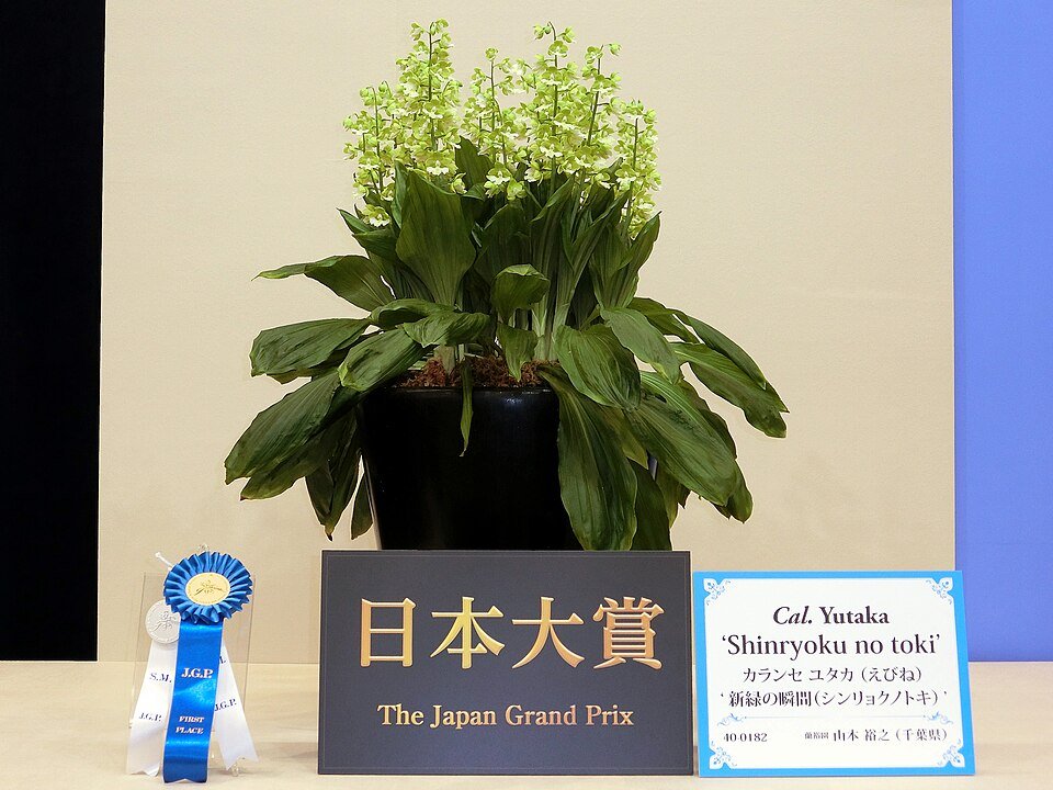 Collabieae plant groeit in kleigrond, weelderig en levendig.