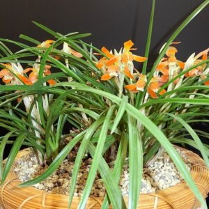 Cymbidium goeringii orchidee bloem in volle bloei.