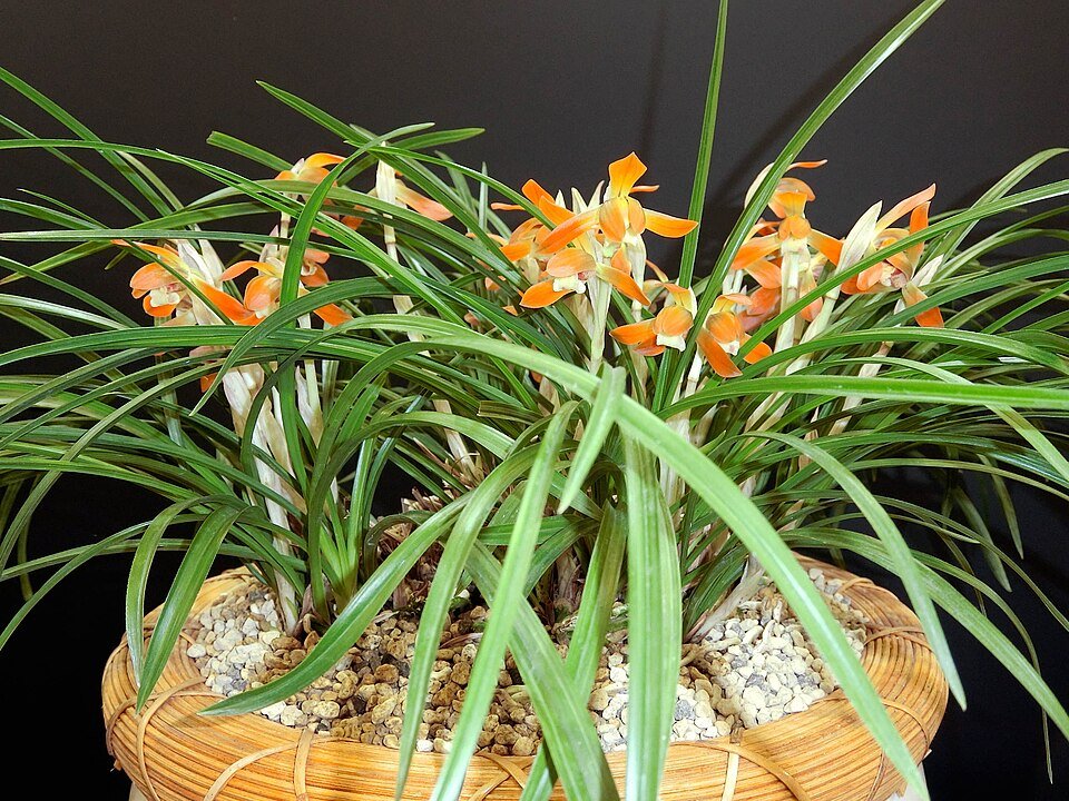 Cymbidium goeringii orchidee bloem in volle bloei.