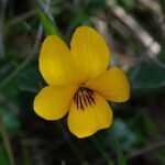 Bloemen van Viola pedunculata in paars en geel.
