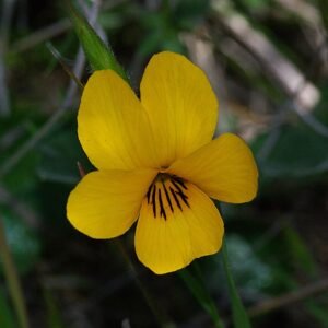 Bloemen van Viola pedunculata in paars en geel.