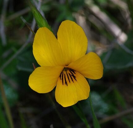 Bloemen van Viola pedunculata in paars en geel.
