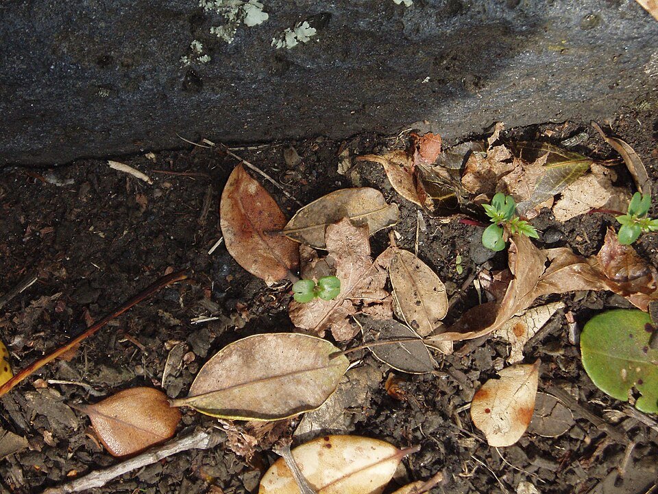 Paarse bloemen van de Jacaranda mimosifolia boom in bloei.