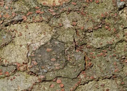 Japanse zelkova boomstam met schorspatroon.