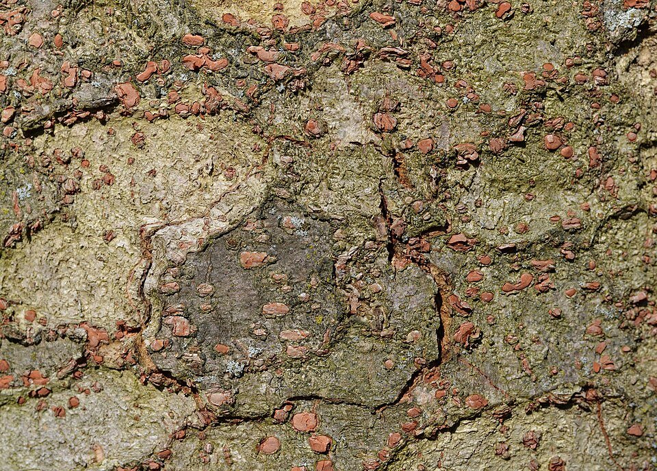 Japanse zelkova boomstam met schorspatroon.