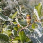 Een close-up van een steeneikboom met winterhardheid op kleigrond.