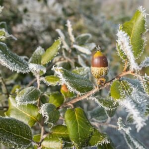 Een close-up van een steeneikboom met winterhardheid op kleigrond.